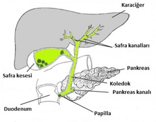 Safra Yolları Tıkanıklığı Belirtileri ve Tedavisi